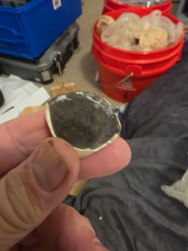 Shell fossils