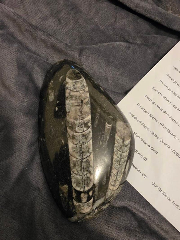 Orthoceras polished fossil