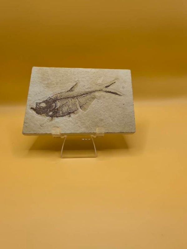 Knightia eocaena (fish fossil)
