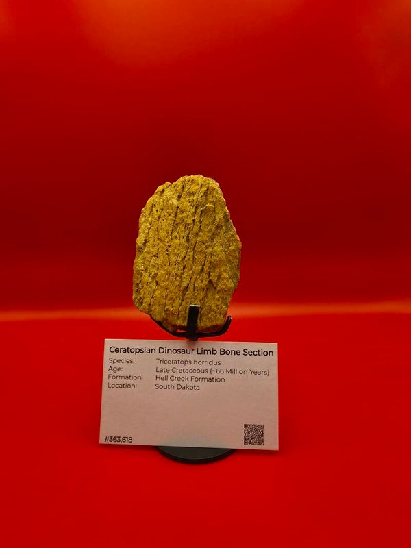 Fossilised Triceratops limb section