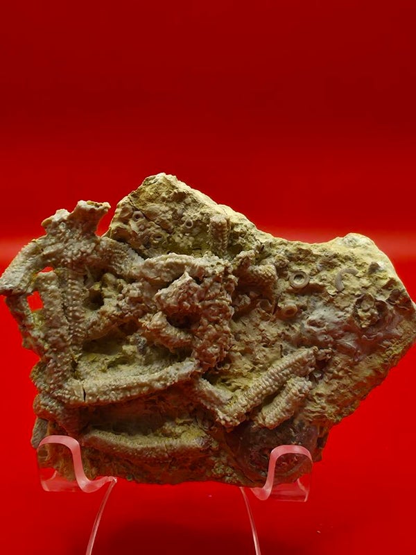 Rare Ordovician starfish (Urasterella)