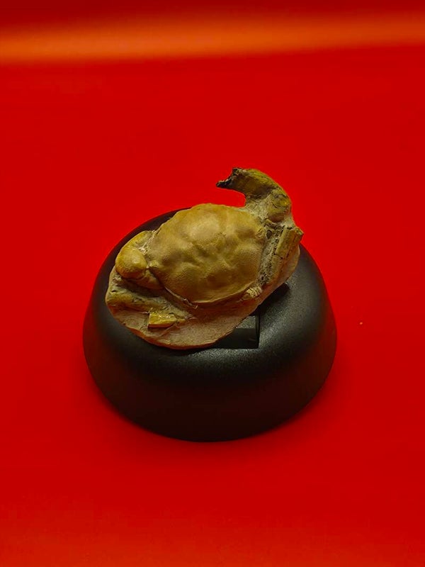 Fossilised Crab (Paulalius)