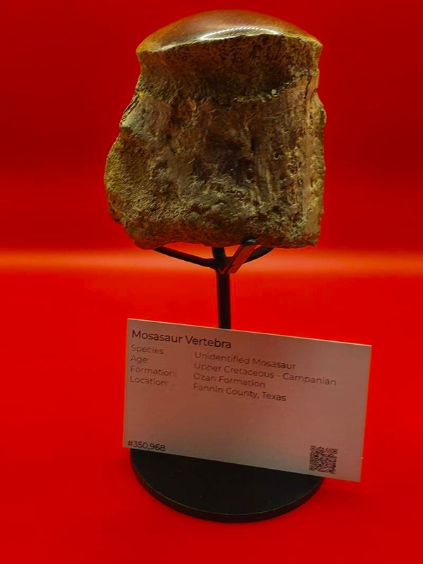 Polished Mosasaur vertebra