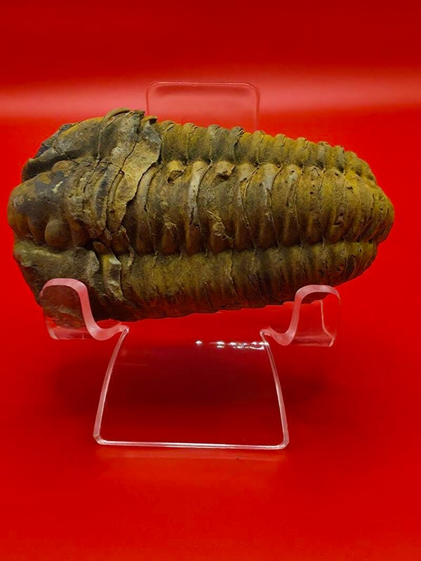 Trilobite