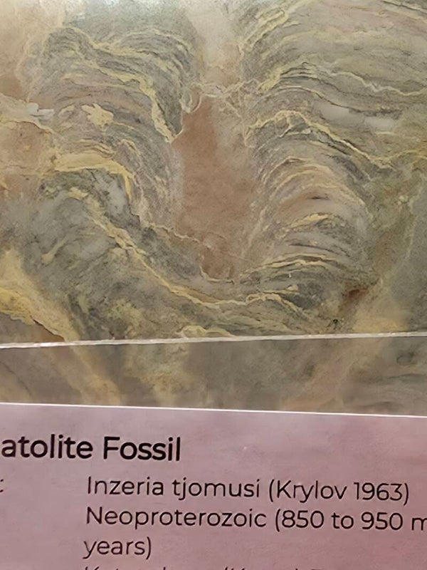 Stromatolite Fossil -Inzeria Tjomusi
