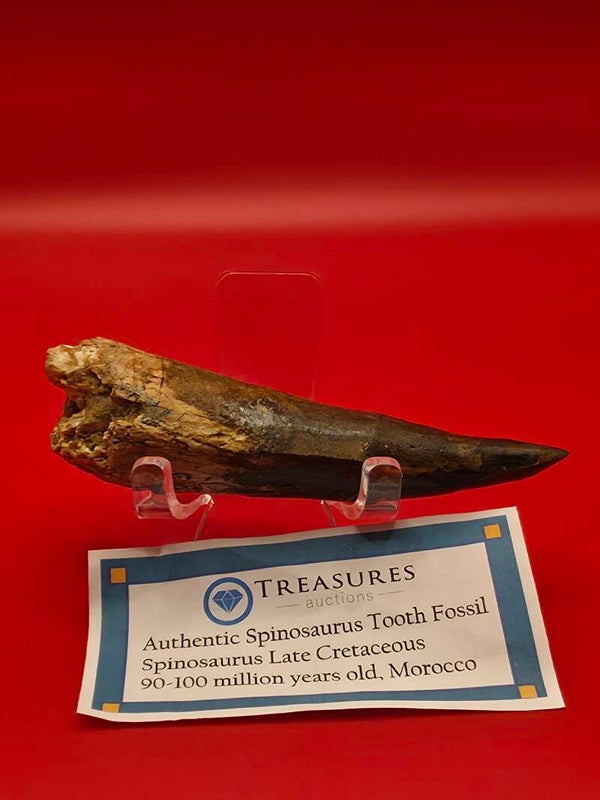 Spinosaurus tooth fossil 100cm