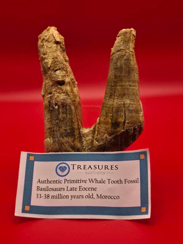Basilosaurs (primitive whale) tooth 100cm