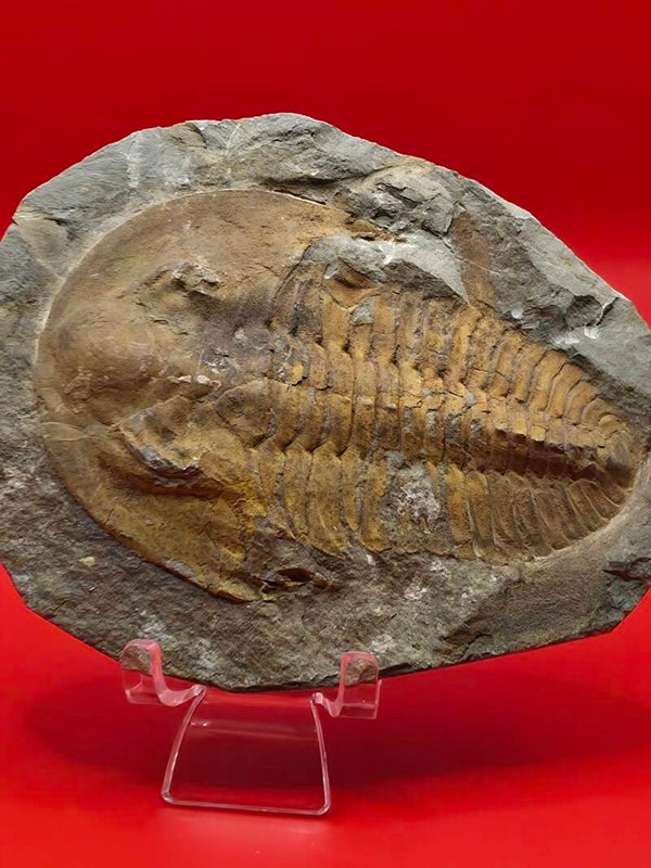 Fossilised Trilobite in matrix