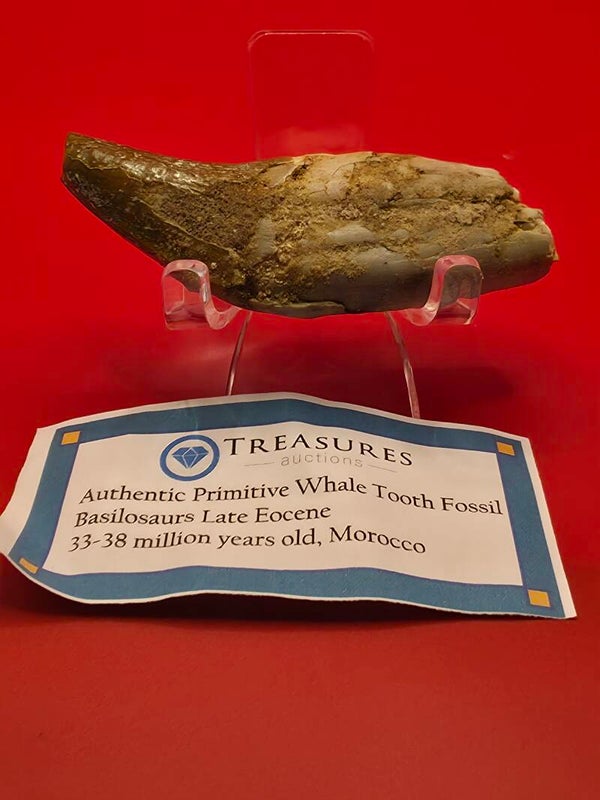 Basilosaurs (primitive whale) tooth 80cm