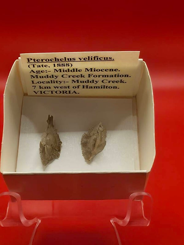 Pterochelus velificus
