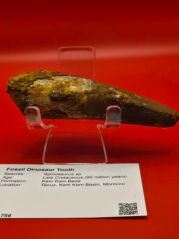 Spinosaurus tooth fossil 130cm