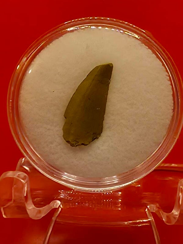 Fossil Raptor tooth