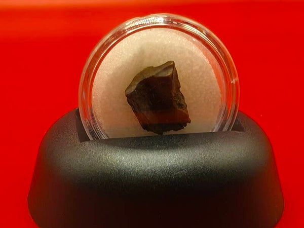 Triceratops horridus tooth