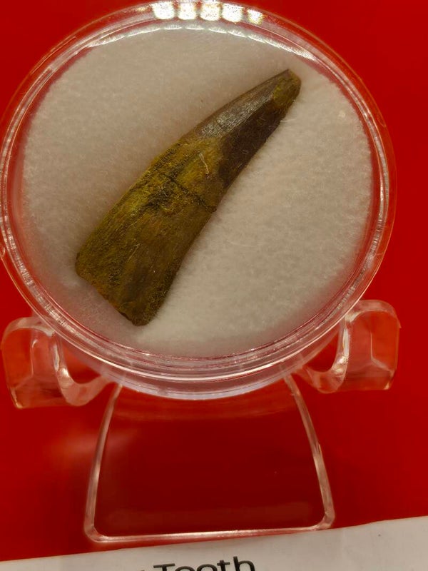 Siroccopteryx tooth