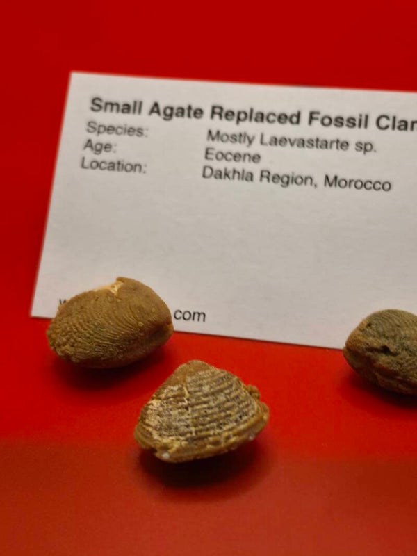 Agate replaced fossil clam