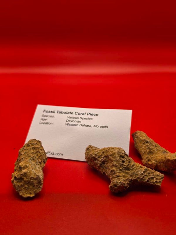 Fossil Tabulate coral Piece