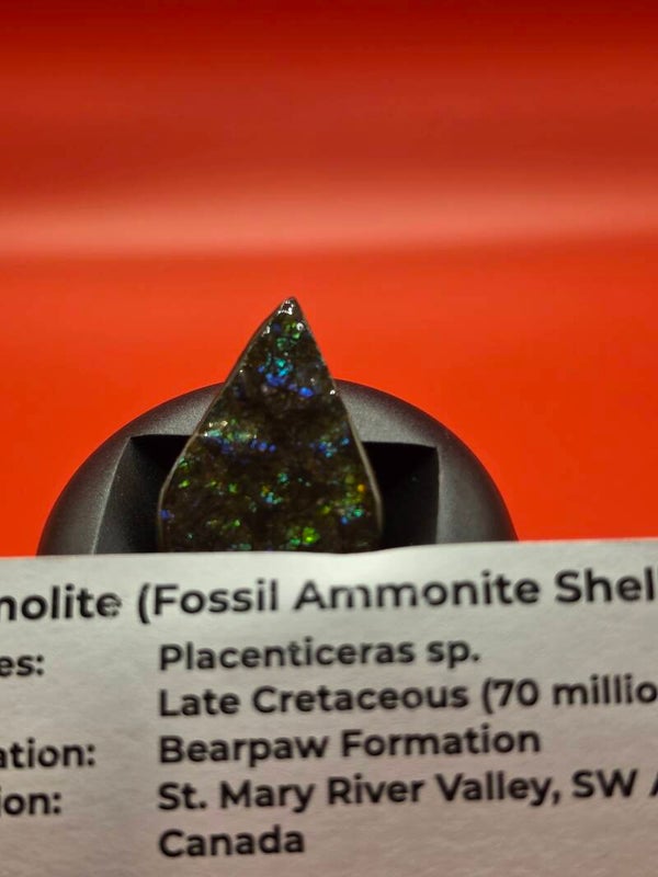 Ammolite (Fossil ammonite shell)