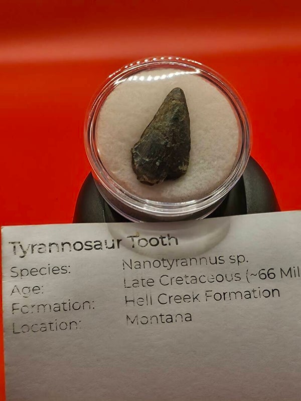 Nano Tyrannosaur tooth