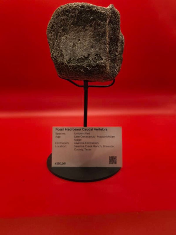 Hadrosaur caudal vertebra
