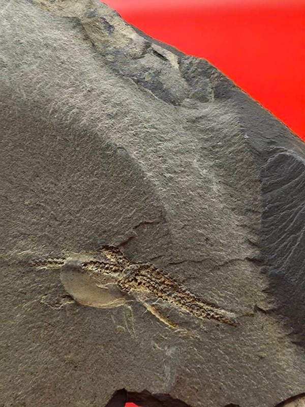Ordovician brittlestar (Ophiura)