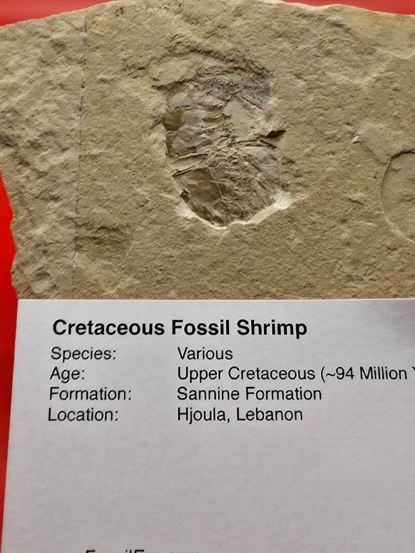 Cretaceous fossilised shrimp
