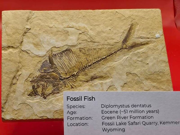 Knightia eocaena (fish fossil)