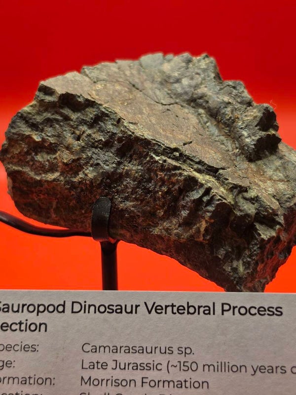 Fossil Sauropod vertebra section