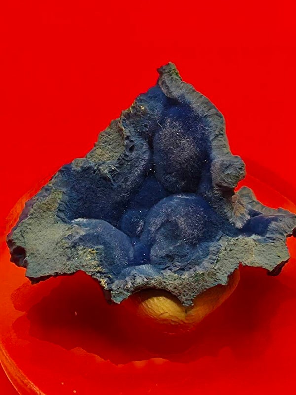 Botryoidal Shattuckite