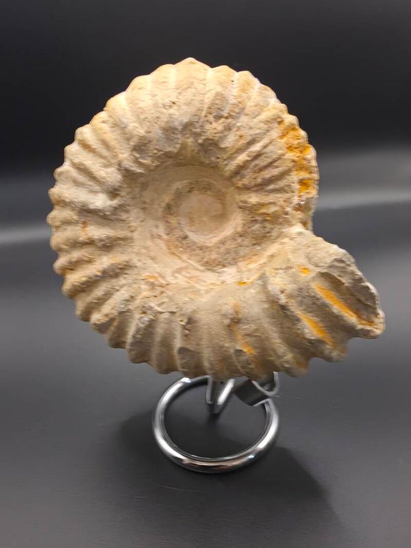 Nautiluse fossil
