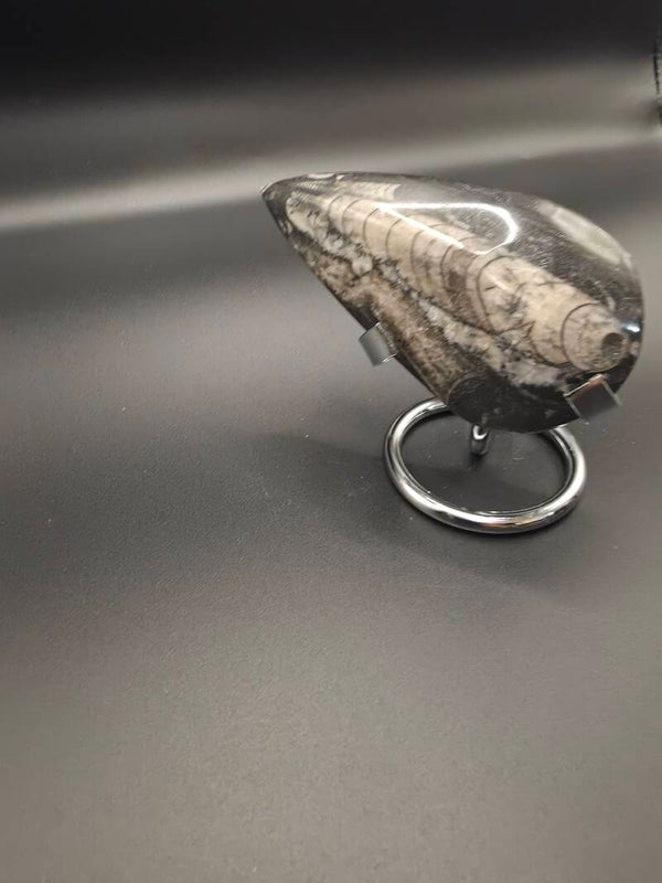 Orthoceras polished fossil