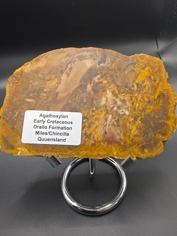 Agathoxylon wood fossil