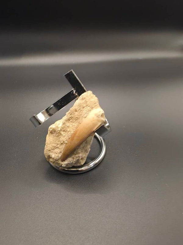 Pleisiosaur tooth in matrix