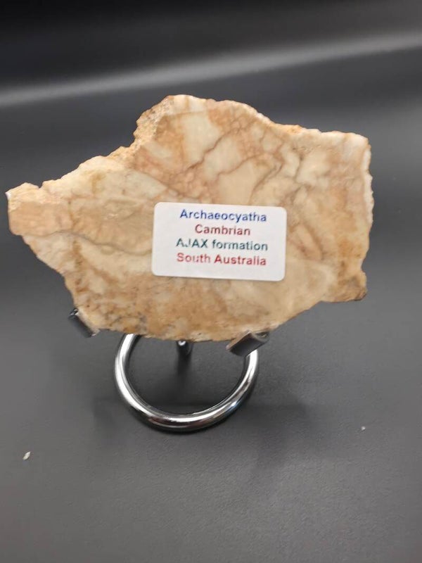 Archaeocyatha