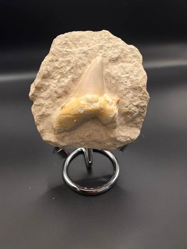 Megalodon tooth in Matrix