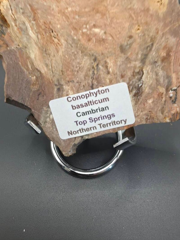 Conophyton Basalticum