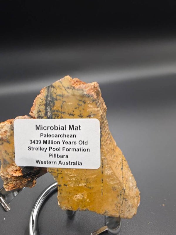 Microbial Mat- Paleoarchean