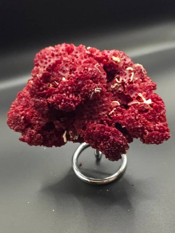 Blood red Corral pipe