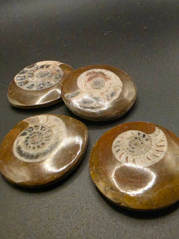 Polished Ammonite