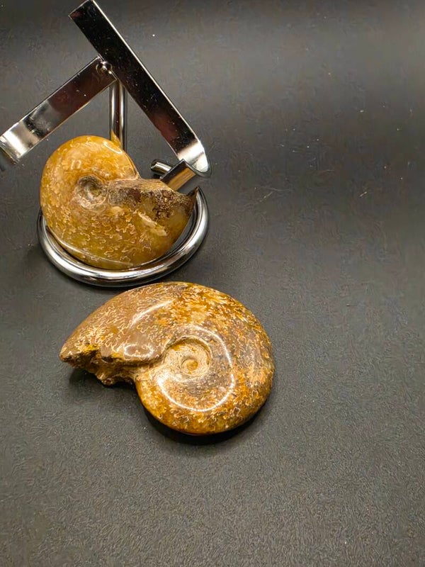 Polished Ammonite