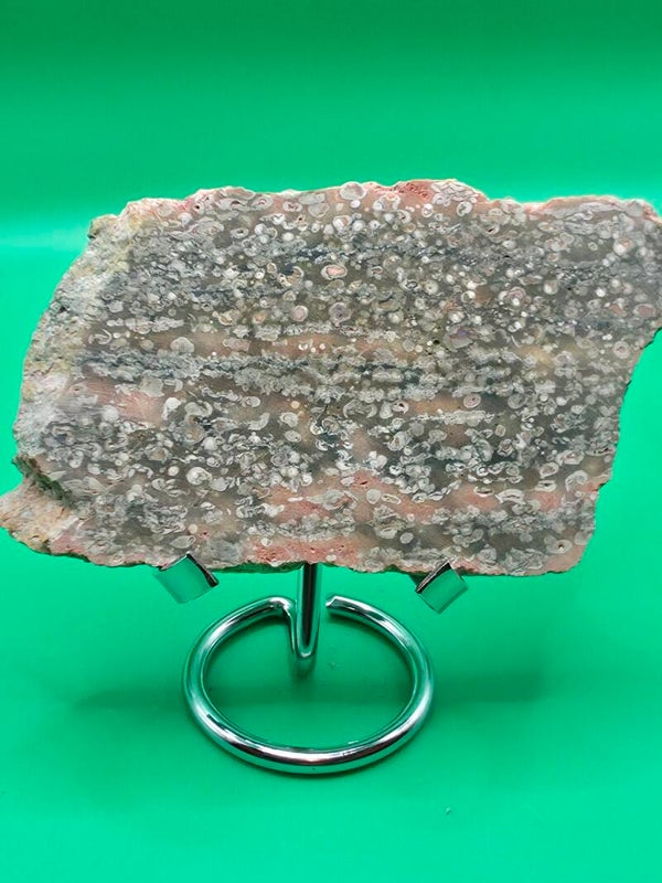 Petrified fern