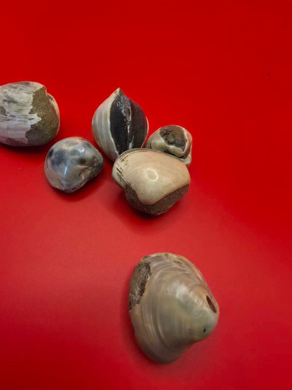 Shell fossils