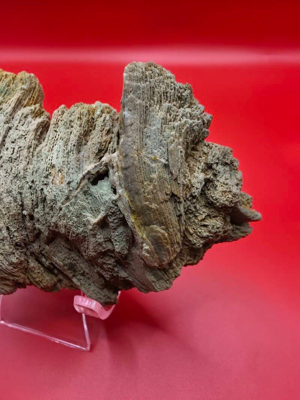 Petrified wood
