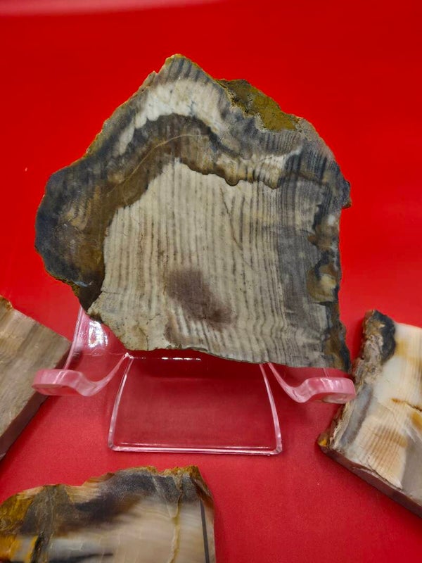 Wood fossils