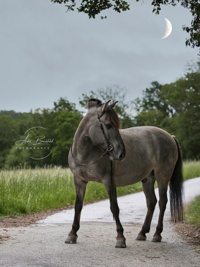 Dülmener Pferd in der Dämmerung auf einem Weg mit Mond im Hintergrund.