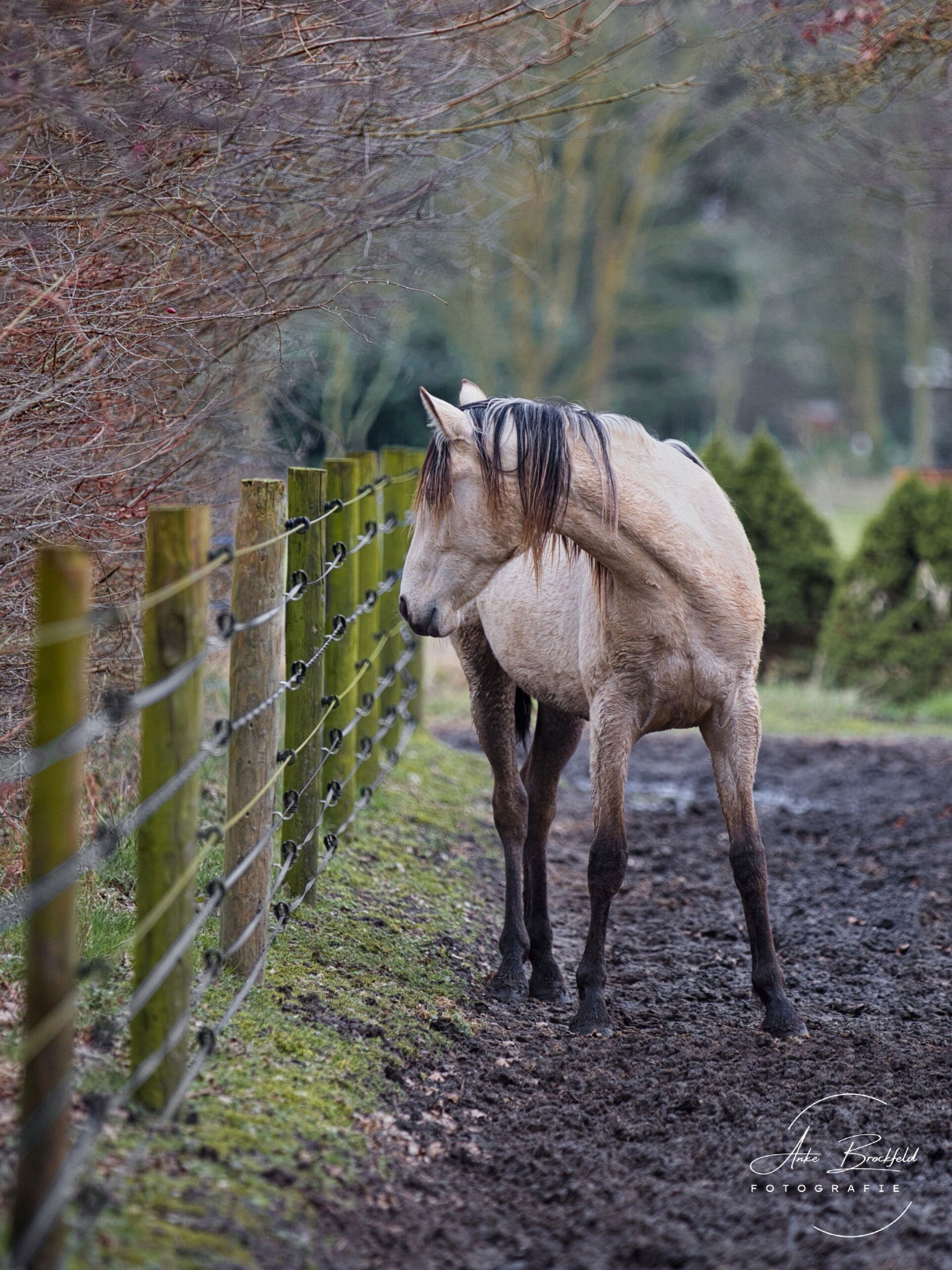 Pferd am Koppelzaun.