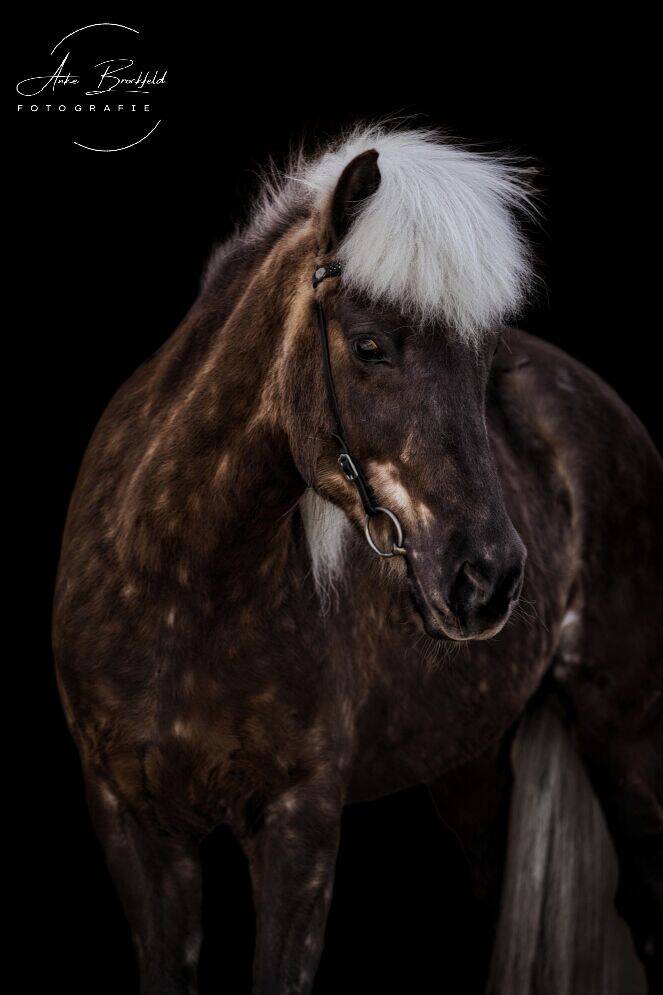 Farbwechsler Isländer vor schwarzem Hintergrund.