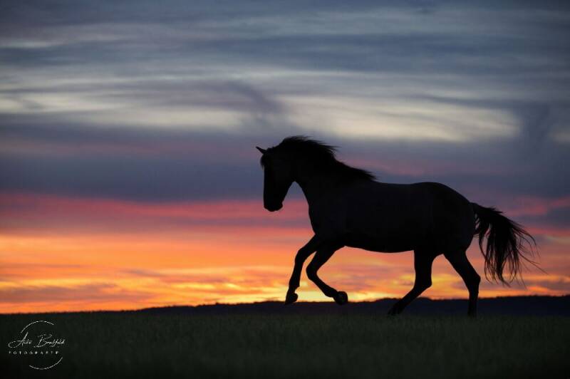 Galoppierendes Pferd als Silhouette vor Sonnenuntergang.