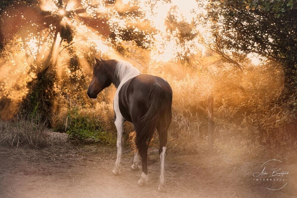 Geschecktes Pferd im sonnigen Gegenlicht.