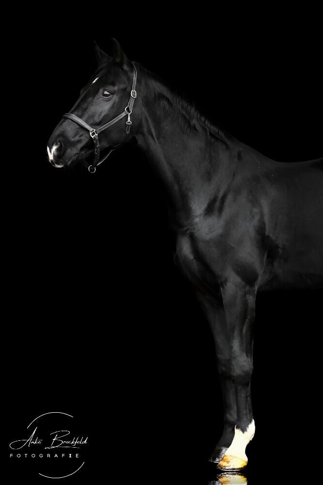 Schwarzes Pferd vor schwarzem Hintergrund.