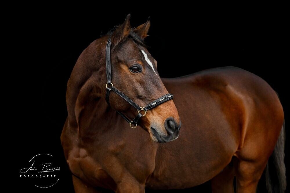 Braunes Pferd mit schönem Halfter vor schwarzem Hintergrund.
